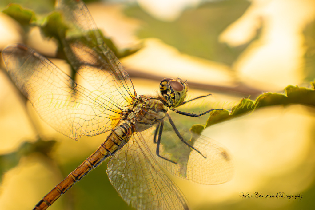 Macro 44 | Christian Vulin  - Realisiert mit Pictrs.com