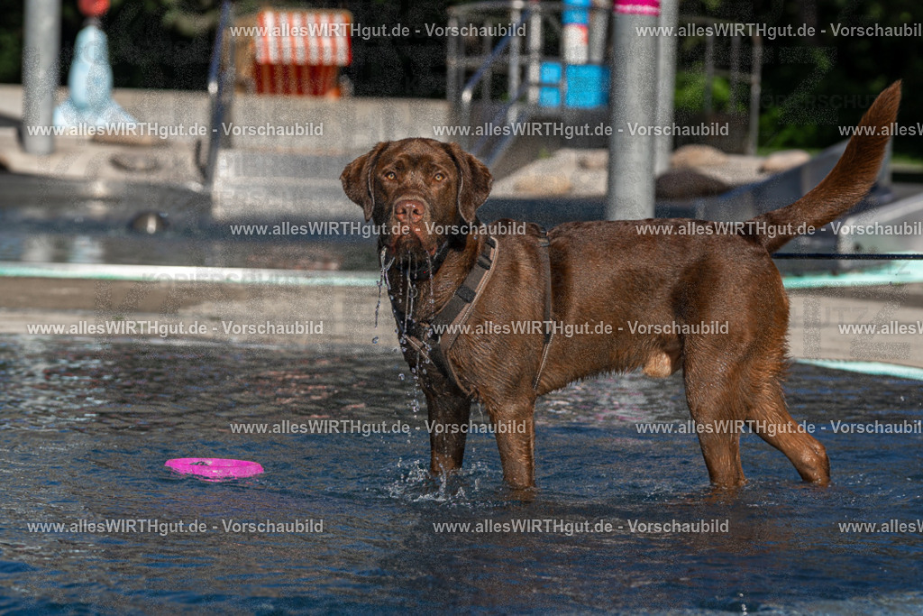 Hundeschwimmen_Volksbad_2026-allesWIRTHgut_Tierfotografie-2609061054-FAY06020 | Professionelle Tierfotografie in Mönchengladbach von Daniel Wirth (allesWIRTHgut). Liebevolle & natürliche Bilder von Hunden & Katzen für unvergessliche Erinnerungen.