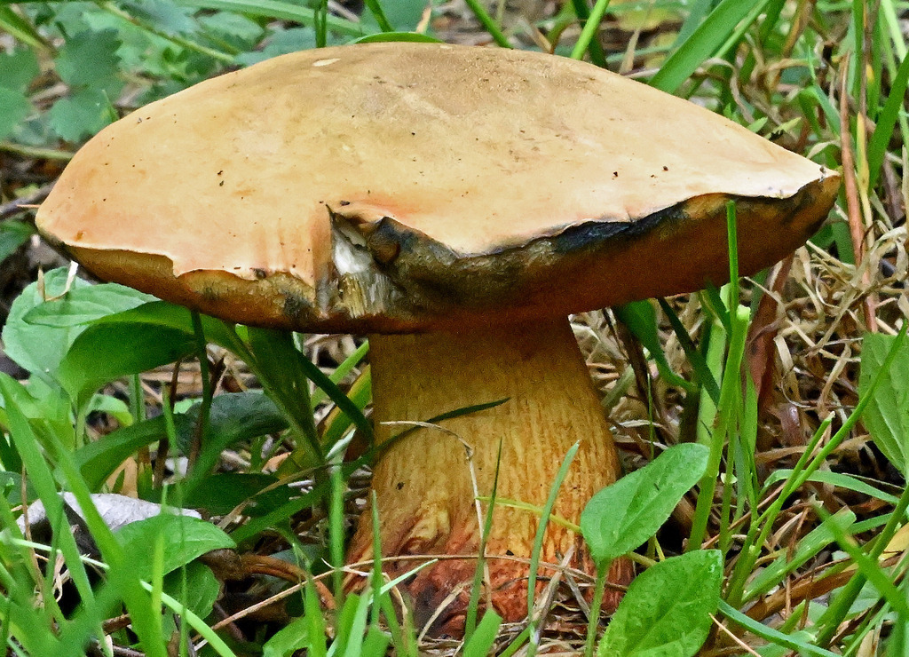 NetzstieligerHexenröhrling01 | lucisnaturbilder - Realisiert mit Pictrs.com
