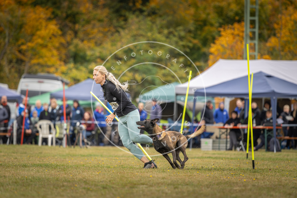 Pfotenfotografie_DV3A3966 | Hundefotografie, Tierfotograf, Pfotenfotografie, Fotoshooting Hund, Hunde Portrait, Hundesport, Hundeportraits, Heideshooting, Hunde, Sportfotograf, Hundefotograf, Turnierhundsport, THS,  - Realisiert mit Pictrs.com