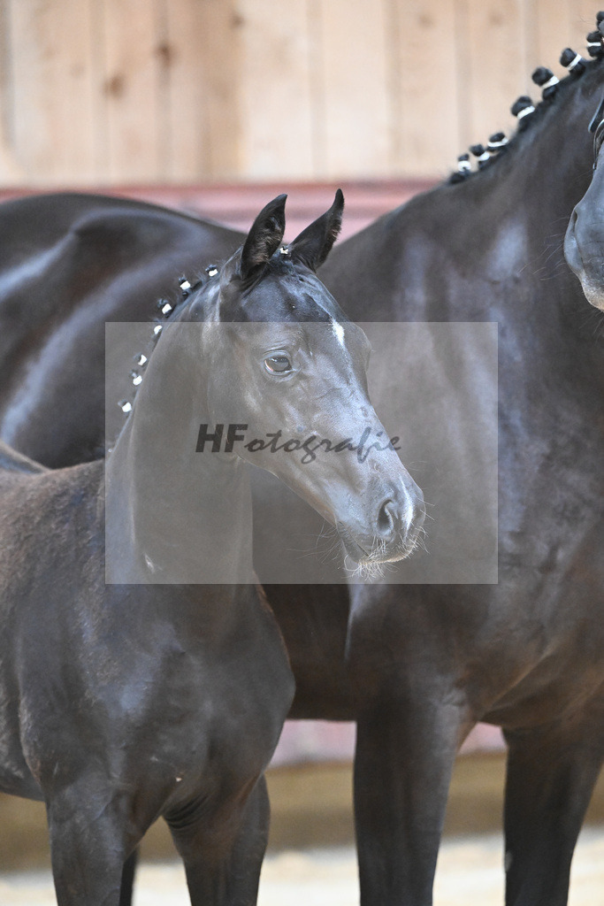 Kat-Nr. 26 SF Zenetti_Kirchmaier_26230325 | hf-fotografie - Realizzato con Pictrs.com