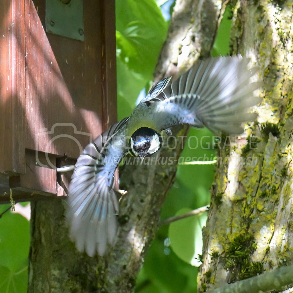 20240512_1006_AEM_nefti_3985-Bearbeitet | 12.05.2024 / , Neftenbach

Bild: Sportfotografie Markus Aeschimann | www.markus-aeschimann.ch - Realisiert mit Pictrs.com