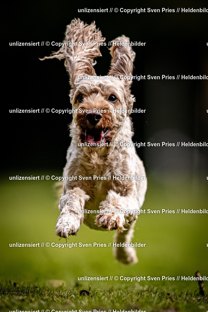 Sven Pries | 2025-10-03 - Hunderennen Obergrombach - Realisiert mit Pictrs.com