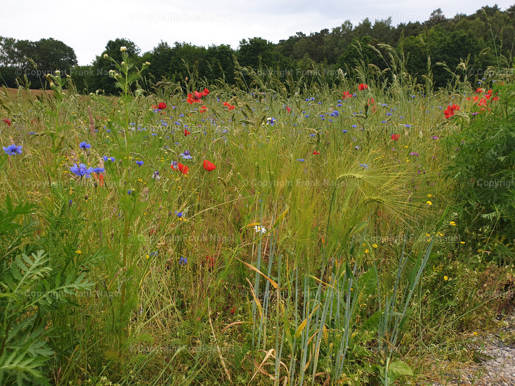 Blühende Feldraine | Blühende Feldraine sind willkommen für alle Insekten. - Realisiert mit Pictrs.com