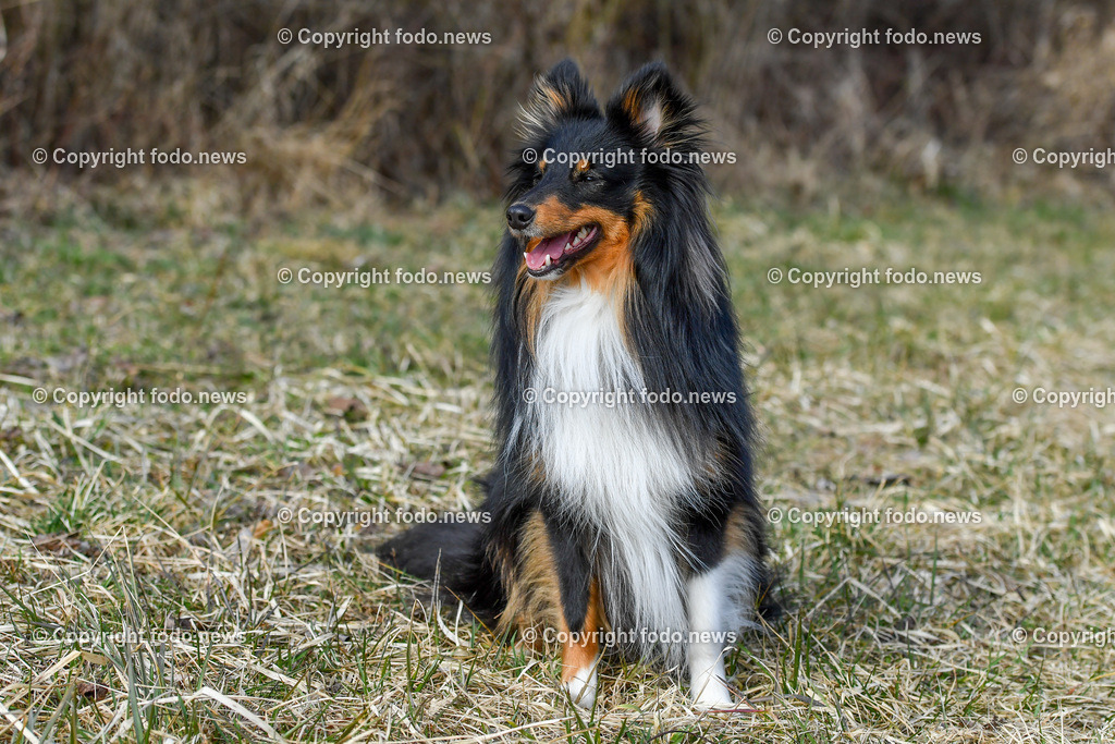 Hund_ Hunde_ 03.03.2022-4 | 03.03.2022, Linz, AUT, Hund, Hunde, Themenbild, im Bild Hund, Hunde, spazieren, Freilaufzone, Spazierweg, Arrigo und Luigi