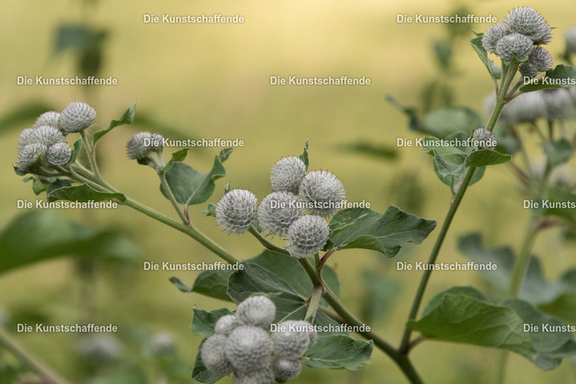 Manuela Strombach-Gauss-0323 | Kunstdruck-Postkarten von, analog und digital, handgemalten Postkarten und Bildern.
Außerdem Fotoprodukte in verschiedenen Ausführungen.
 - Realisiert mit Pictrs.com