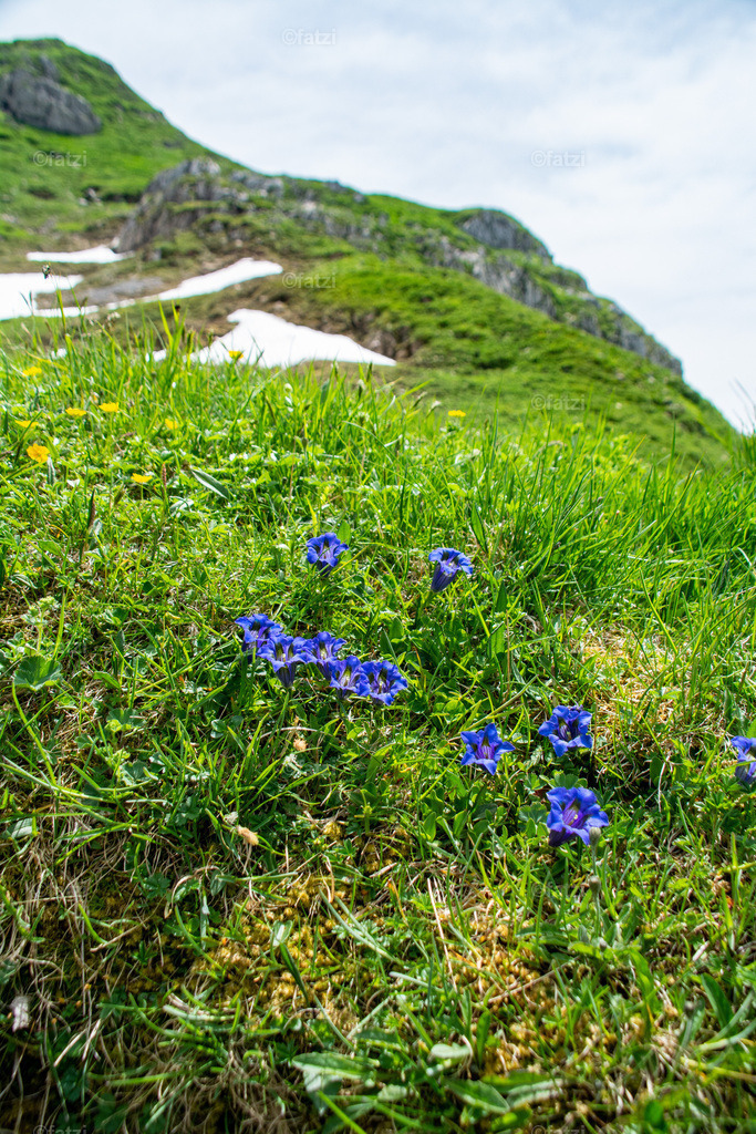 Straniger Alm Juni 21_123441 | Fatzi Bilder-Archiv! 
Die Bilder sind für private Nutzung lizenzfrei. Die kommerzielle Nutzung ist möglich und erwünscht, jedoch bitte ich um vorherige Kontaktaufnahme per E-Mail (info@fatzi.at) oder unter +43 650 7828269 - Realisiert mit Pictrs.com
