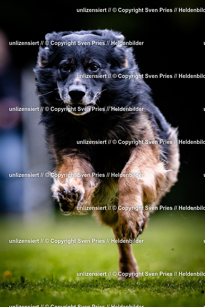 Sven Pries | 2025-10-03 - Hunderennen Obergrombach - Realisiert mit Pictrs.com