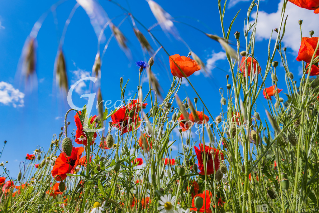 DSC_5215 | Great-Light Fotografie - Realisiert mit Pictrs.com