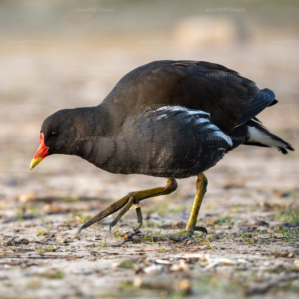 Daniel Wirth - www.allesWIRTHwild.de -7IV08790 | Entdecke die faszinierende Welt der Natur- und Wildlife-Fotografie von Daniel und Bärbel. Inspirierende Bilder von wilden Tieren und kleinen Naturwundern.