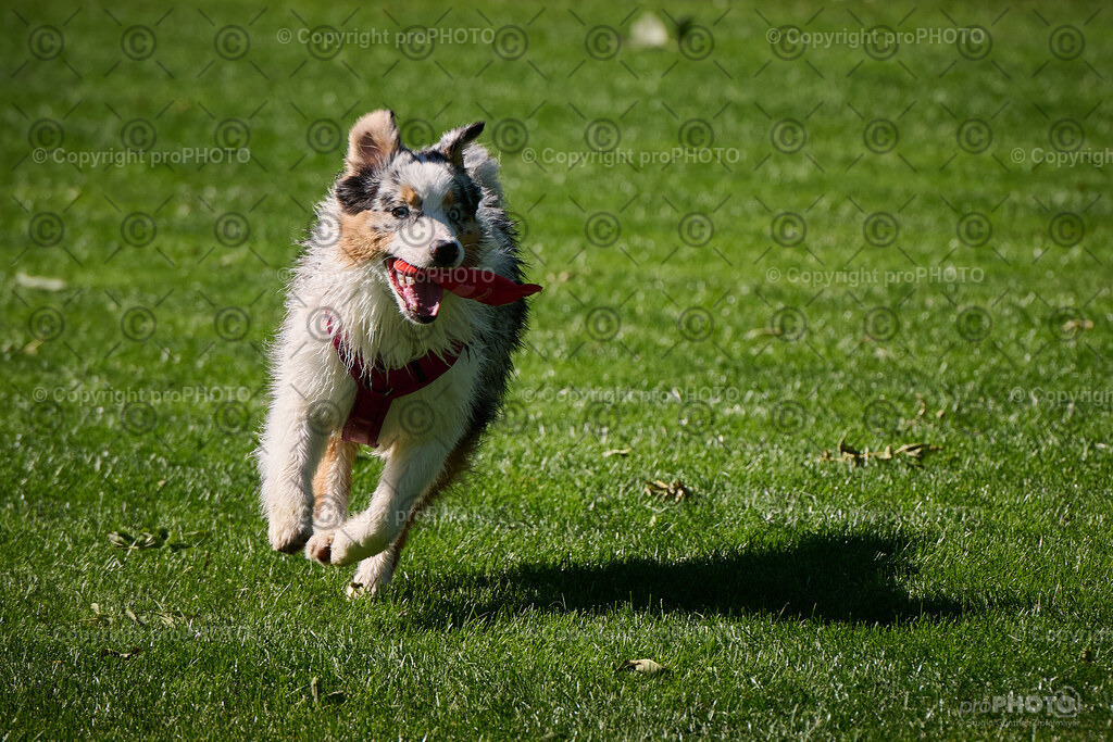 176_202509_4Hundebadetag_NZ9_2702 | proPHOTO - Realisiert mit Pictrs.com