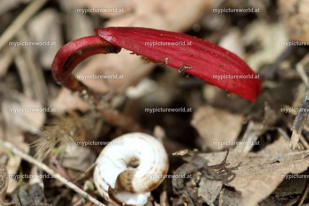 Stieleiche-004 | Das Bilderarchiv über Tiere, Planzen und Landschaften. In der Bilddatenbank finden Sie ein große Auswahl an hochwertigen Bilder für Ihre Werbung - Realisiert mit Pictrs.com