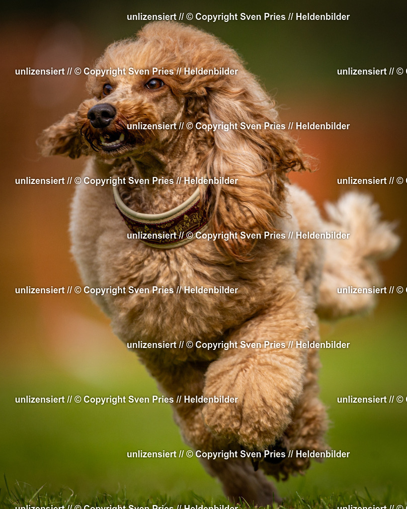 Sven Pries | 2024-09-22 - Hunderennen Baden-BadenPudelverein - Realisiert mit Pictrs.com