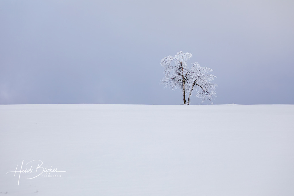 Birke in der verschneiten Astenheide | Kleine Birke in der verschneiten Astenheide auf dem Kahlen Asten bei Winterberg - Realisiert mit Pictrs.com