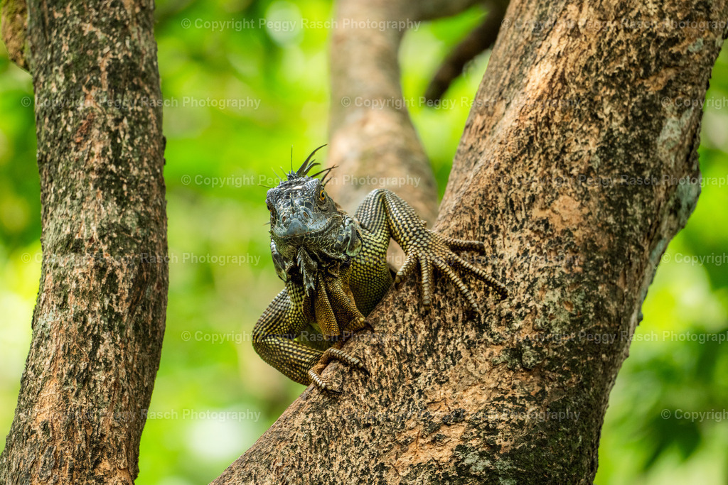 Leguan1 | PeggyRaschPhotography - Realisiert mit Pictrs.com