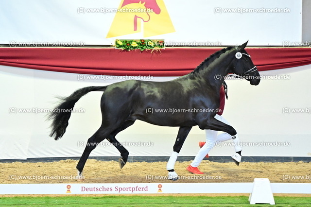 46_Glamourdale - Vitalis_846_8635 | Björn Schroeder Pferdefotografie