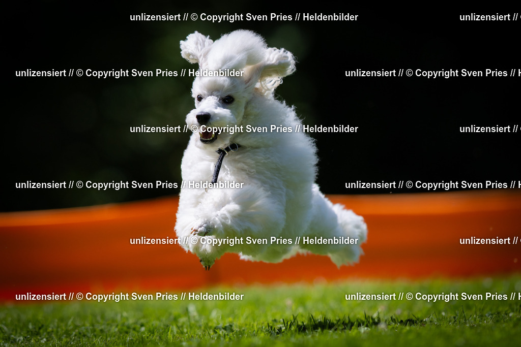 Sven Pries | 2025-08-10 - Hunderennen Durlach - Realisiert mit Pictrs.com