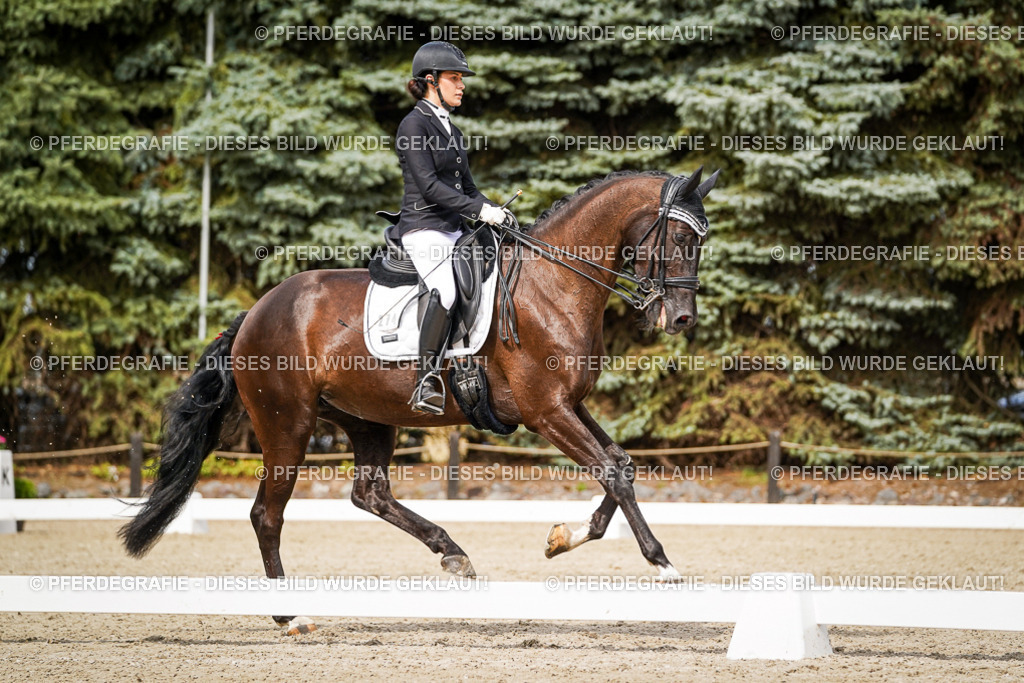 DSC06342 | Pferdegrafie