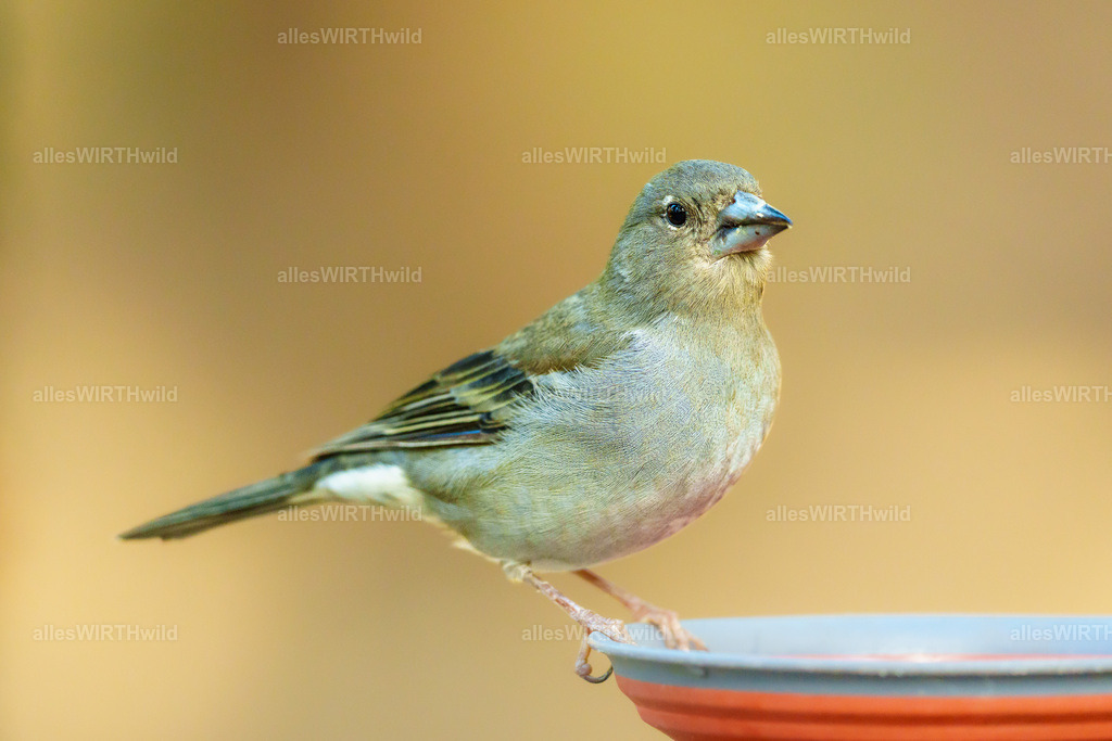 allesWIRTHgut Tierfotografie - allesWIRTHgut.de - 7IV02578 | Entdecke die faszinierende Welt der Natur- und Wildlife-Fotografie von Daniel und Bärbel. Inspirierende Bilder von wilden Tieren und kleinen Naturwundern.