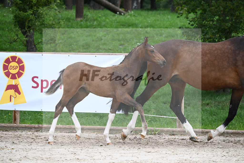 Kat-Nr. 25 SF Va Pensiero_Mayr_25230196 | hf-fotografie - Realisiert mit Pictrs.com