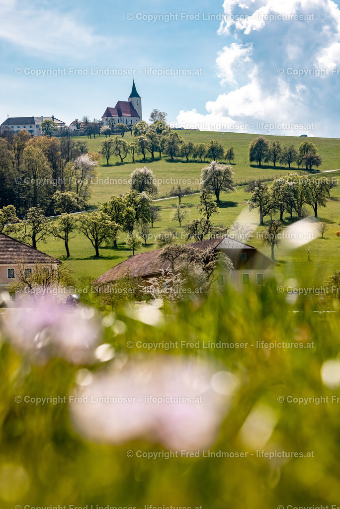 Birnbaumblute Mostviertel 28042021-3276 | Fotos und Fotoprodukte - Realisiert mit Pictrs.com