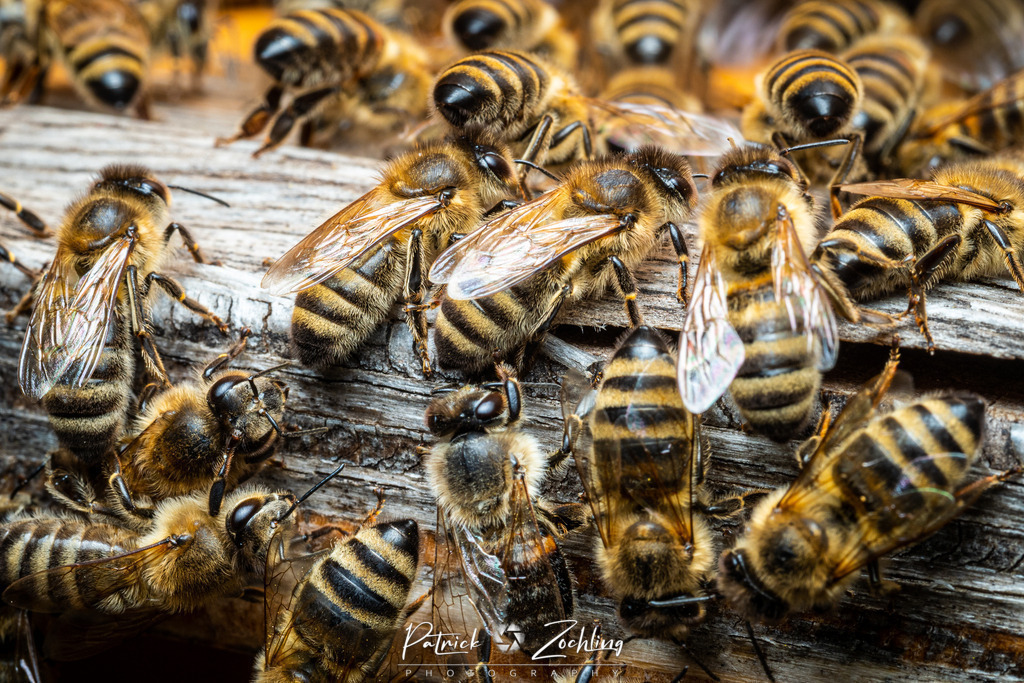 Workingbees-Zöchling (13) | Patrick Zöchling - Realisiert mit Pictrs.com