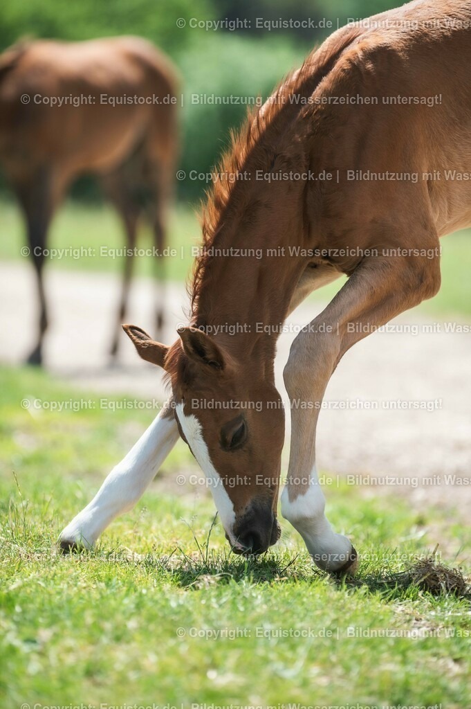 20210617_Fohlen_0237 | Foto: Thomas Hartig