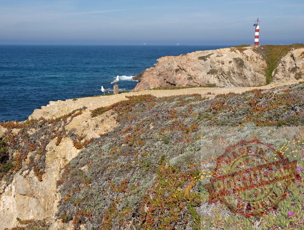 Portuguese coastline with lighthouse, cliffs, and ocean | Seaside landscape showing a lighthouse, cliffs, ocean, and coastal vegetation in Portugal - Realisiert mit Pictrs.com
