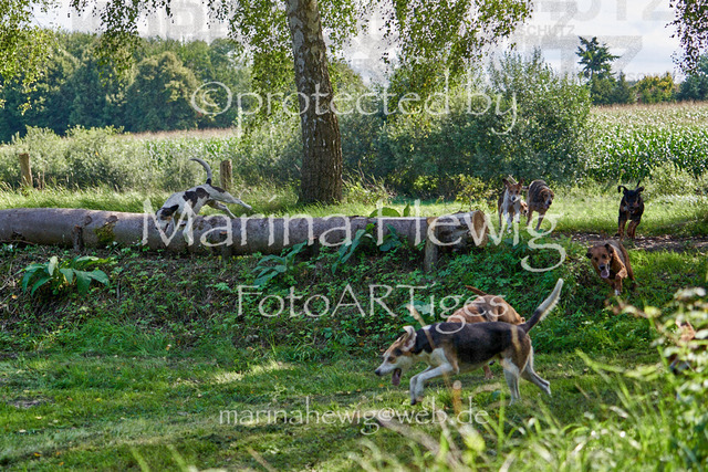 08-23 Bredeneek Jagd_MCH9319_Marina Hewig | Fotografie, FotoArt, PferdesportArt, Pferdesportfotografie, Landschaftsfotografie, Reisefotografie, Reise, Pferde - Realisiert mit Pictrs.com