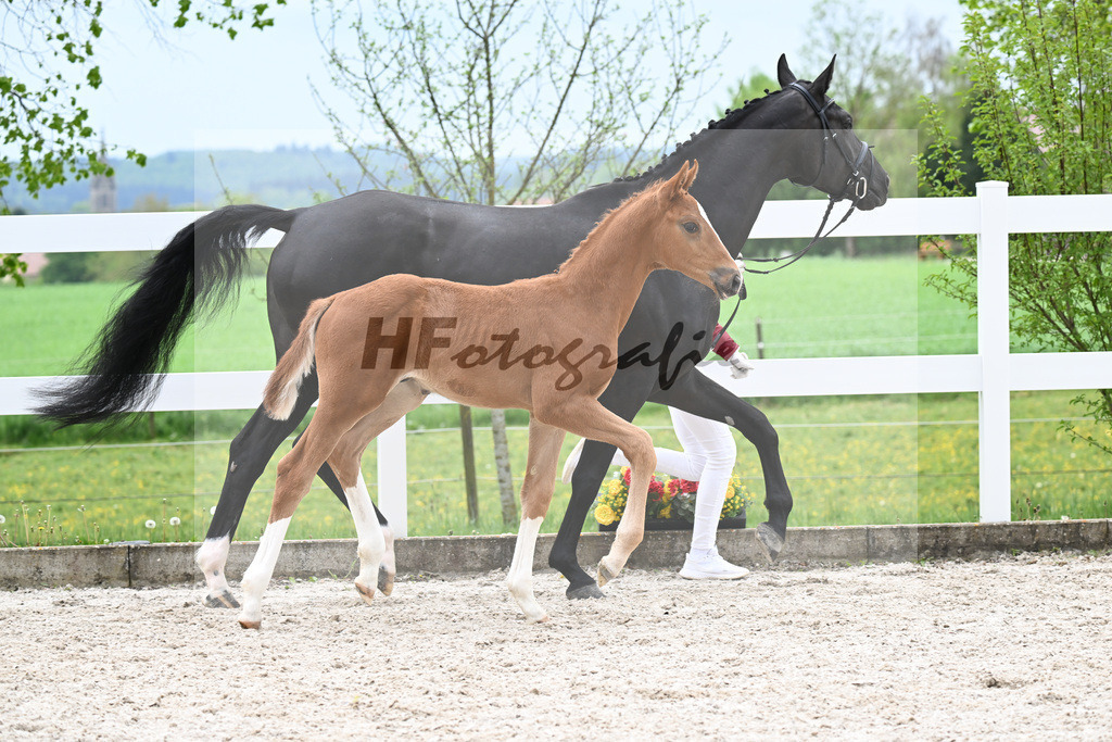 Kat-Nr. 32 HF Erste Sahne x Fuerst Samarant_Kahl_23261087 | hf-fotografie - Realizzato con Pictrs.com
