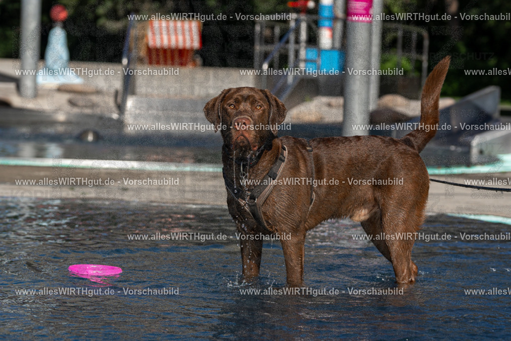 Hundeschwimmen_Volksbad_2026-allesWIRTHgut_Tierfotografie-2609061054-FAY06021 | Professionelle Tierfotografie in Mönchengladbach von Daniel Wirth (allesWIRTHgut). Liebevolle & natürliche Bilder von Hunden & Katzen für unvergessliche Erinnerungen.