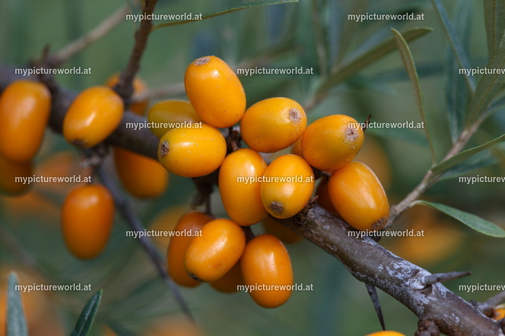 Sanddorn-009 | Das Bilderarchiv über Tiere, Planzen und Landschaften. In der Bilddatenbank finden Sie ein große Auswahl an hochwertigen Bilder für Ihre Werbung - Realized with Pictrs.com