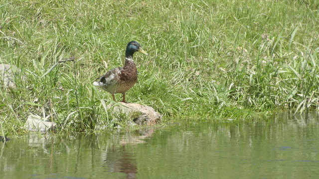 Ente auf Uferstein | Verkauf von Fotos und  Videoclips zumThema Natur.Motive sind Pflanzen, Tiere, Landschaftenund Wetter - Realisiert mit Pictrs.com
