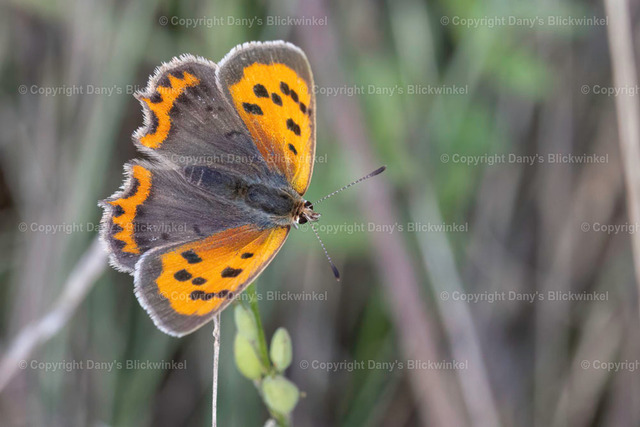 202024 | Tierfotografie, Tierkalender, Tierbilder, Insekten, Spinnen, Vögel, Schmetterling, Libellen, Leinwand, Colorkey, Qualität, Geschenkartikel, Geschenk - Realisiert mit Pictrs.com