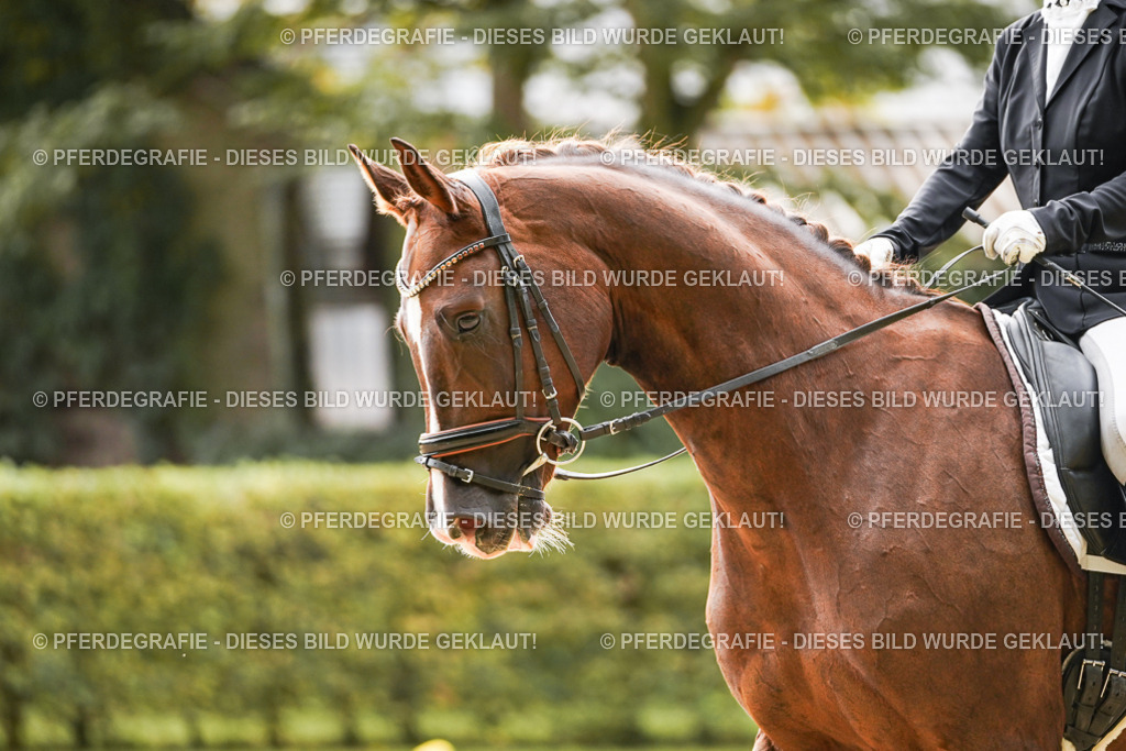 DSC01663 | Pferdegrafie