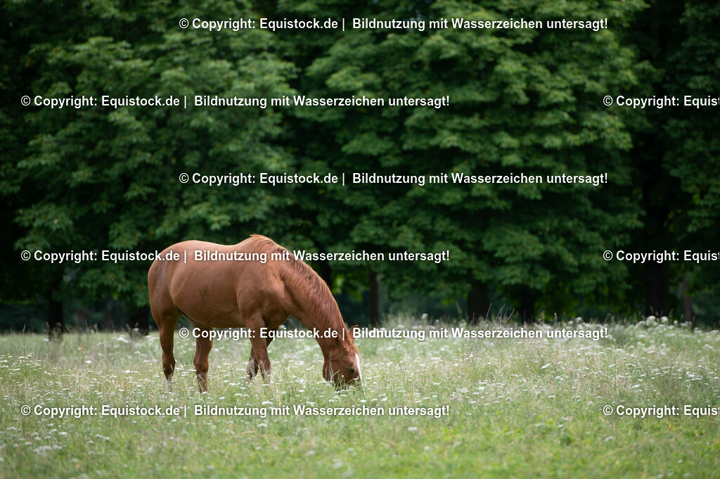 20210712_Pferd-auf-Weide_0012 | Foto: Thomas Hartig