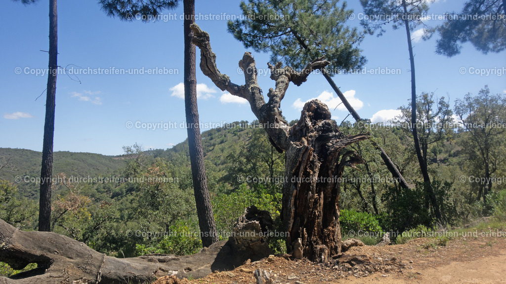 Abgestorbener Baum in wilder Hügellandschaft Serra do Caldeirão Algarve | Abgestorbener Baum in wilder Hügellandschaft Serra do Caldeirão Algarve - Realisiert mit Pictrs.com