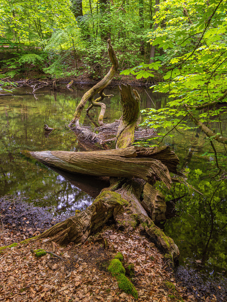 Landschaft im Nebeldurchbruchstal zwischen Serrahn und Kuchelmiß | Landschaft im Nebeldurchbruchstal zwischen Serrahn und Kuchelmiß.