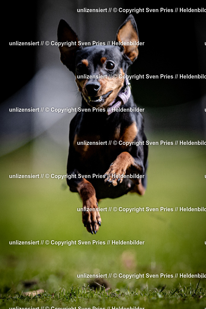 Sven Pries | 2025-10-03 - Hunderennen Obergrombach - Realisiert mit Pictrs.com