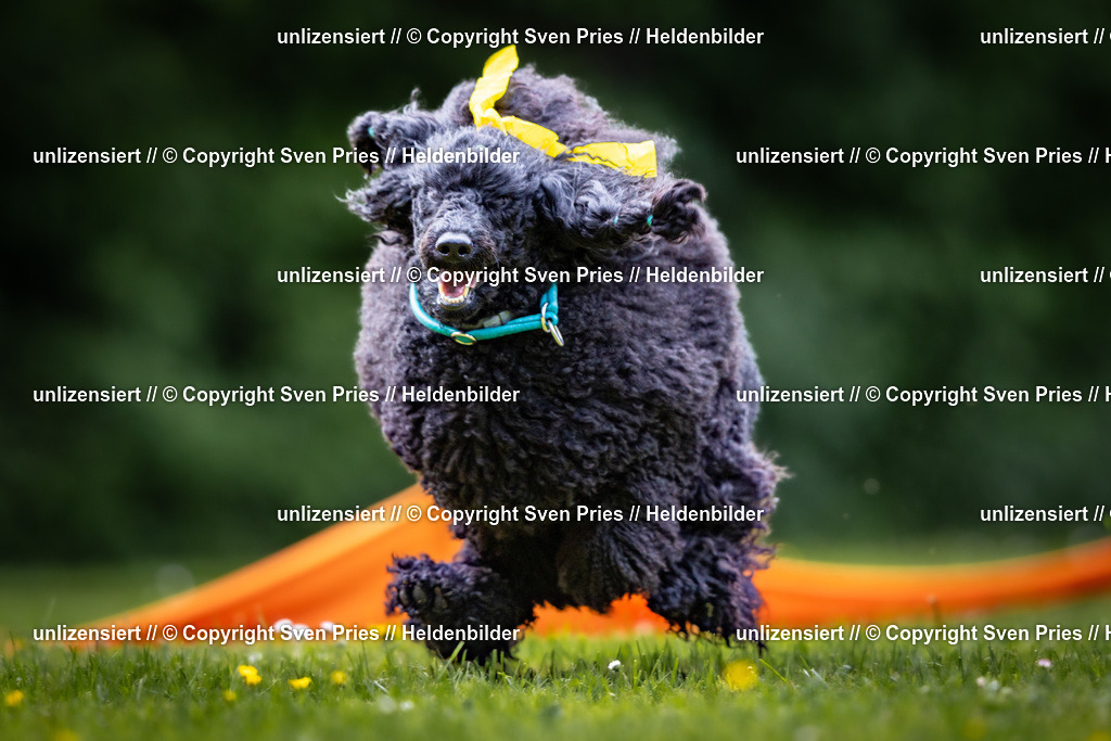 Sven Pries | 2026-05-14 - Hunderennen KA Durlach Vatertag 2026 - Realisiert mit Pictrs.com