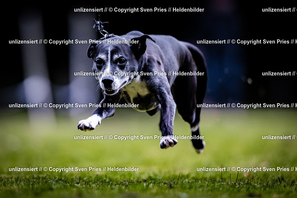 Sven Pries | 2025-10-03 - Hunderennen Obergrombach - Realisiert mit Pictrs.com
