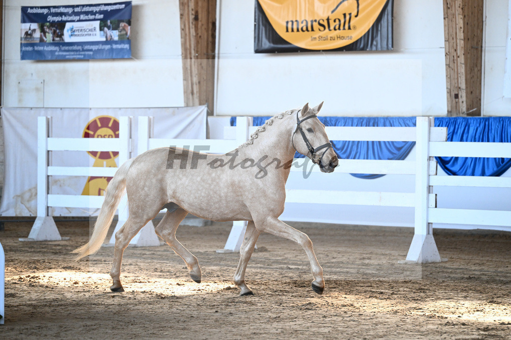 Kat-Nr. 3 Teneree Terrapaz v. Miura de Cais_Landfried_9260082 | hf-fotografie - Realisiert mit Pictrs.com