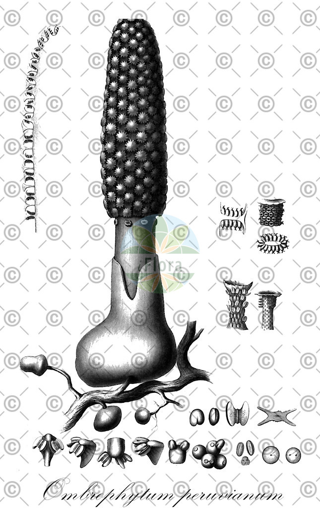 HistAbb_wfo-0000255577_1_ENZY_Simple | Historische Abbildung von Ombrophytum peruvianum - Balanophoraceae | Historical Illustration of Ombrophytum peruvianum - Balanophoraceae