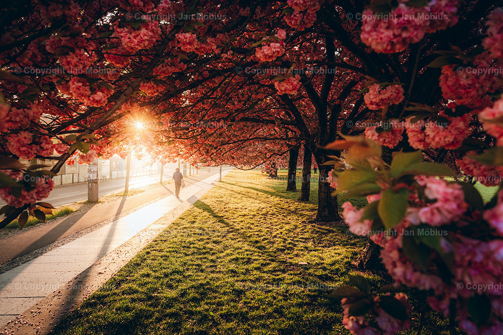 _DSC1714 | Leipzig Wandbilder Drucke Prints Leinwand Stadtmotive Leipzig Fotosdruck Kunstdrucke Bilder Leipzig Stadtansichten Acrylglasbilder Leipzig Wanddeko Fine Art Prints Wandbilder Büro Leipzig Bilder Praxis Zuhause Bilderdruck Poster Posterlounge Kunstdrucke - Realisiert mit Pictrs.com