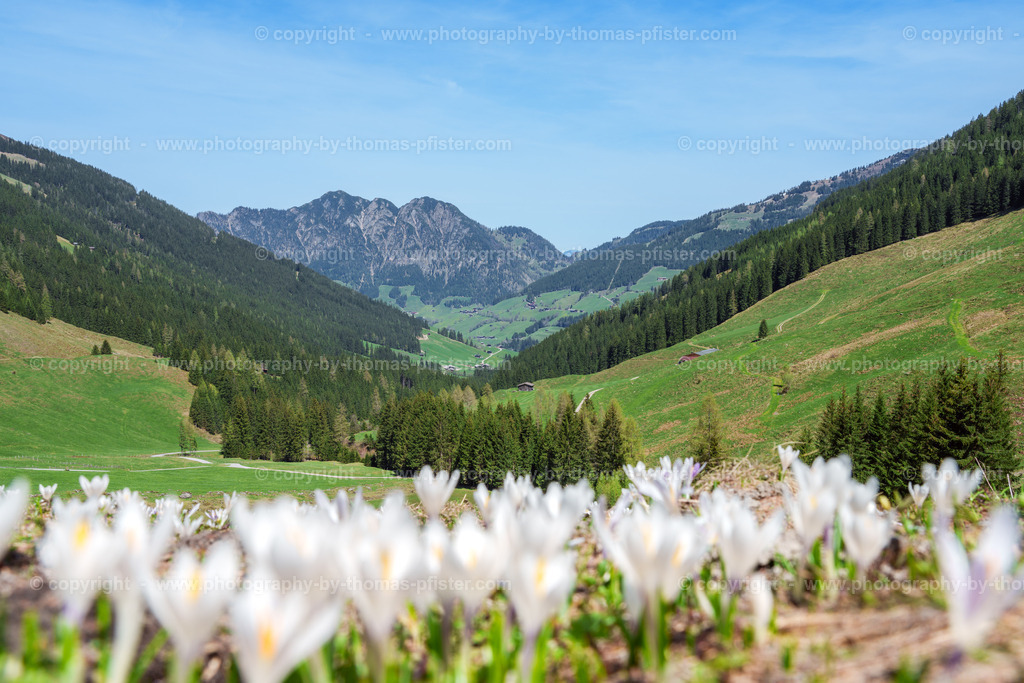 Alpbachtal Frühling copyright  Thomas Pfister-4 | PHOTOGRAPHY BY THOMAS PFISTER