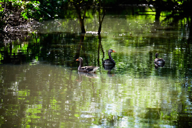 _DSC1972 | Shop für Prints Landschaftsfotografie Sächsische Schweiz Naturfotografie in Thüringen Fotos vom Findlingspark Nochten Kloster Sankt Marienstern Bilder Festung Königstein PanoramaRhododendronpark Kromlau FotogalerSchleswig-Holstein Küstenlandschaften