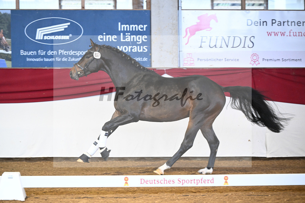 Kat-Nr. 37 Cayennes Cleverle v. Chubakko_ZG Fuell u Tiroke_16250061 | hf-fotografie - Realizzato con Pictrs.com