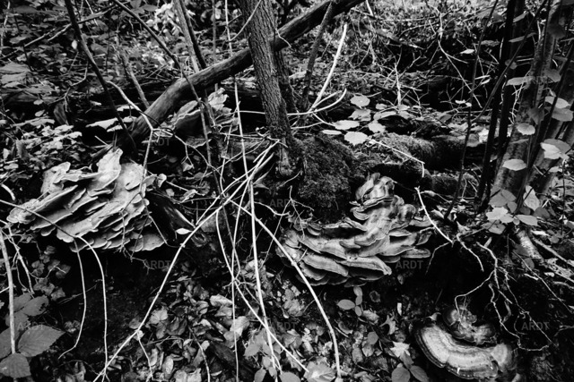 Baum Füße 11 | ARDT Foto Kunst