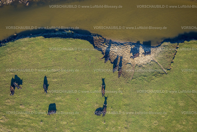 Olfen230206551 | Luftbild, Fluss Stever Nebenarm und NSG Steveraue mit grasenden Rindern, Olfen-Kirchspiel, Olfen, Münsterland, Nordrhein-Westfalen, Deutschland