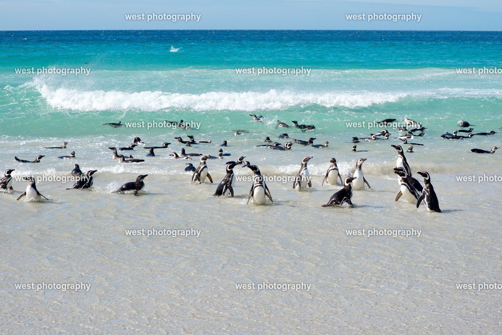 Magellan Penguin on the Beach 1 SND - FLK 2014 | west photography - Realisiert mit Pictrs.com